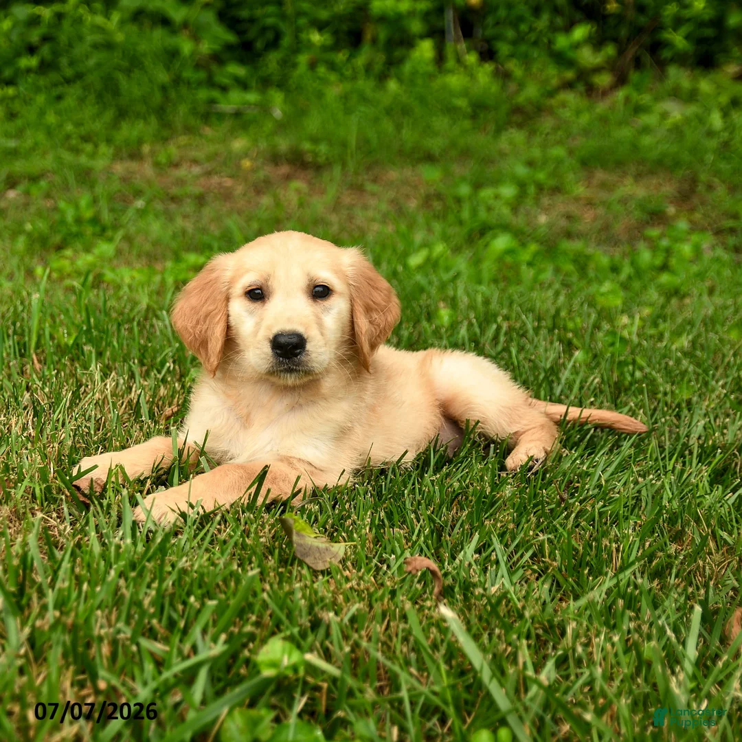 Golden Retriever dogs for sale: Nina - Ad 3