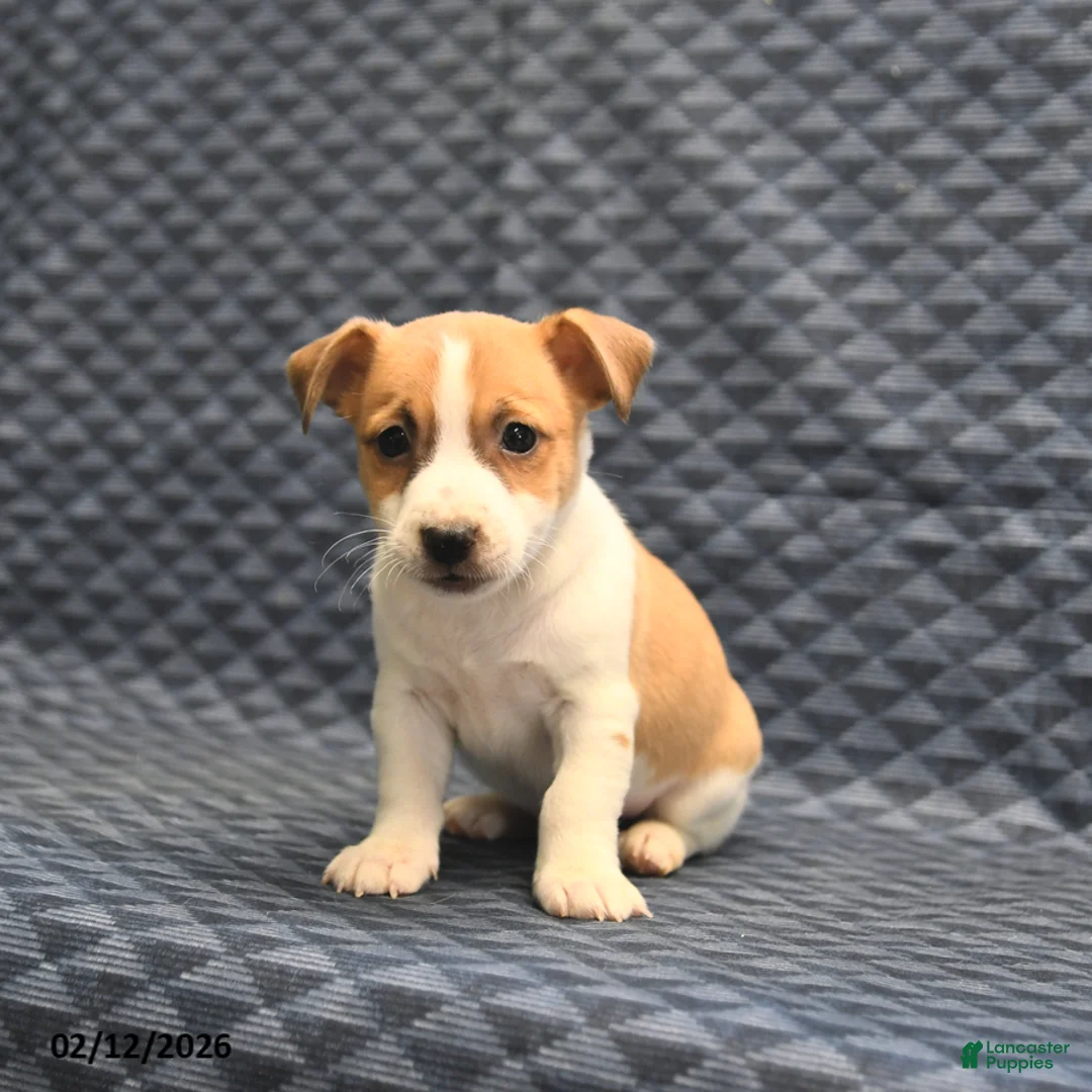 Jack Russell Terrier dogs for sale: Norman - Ad 2