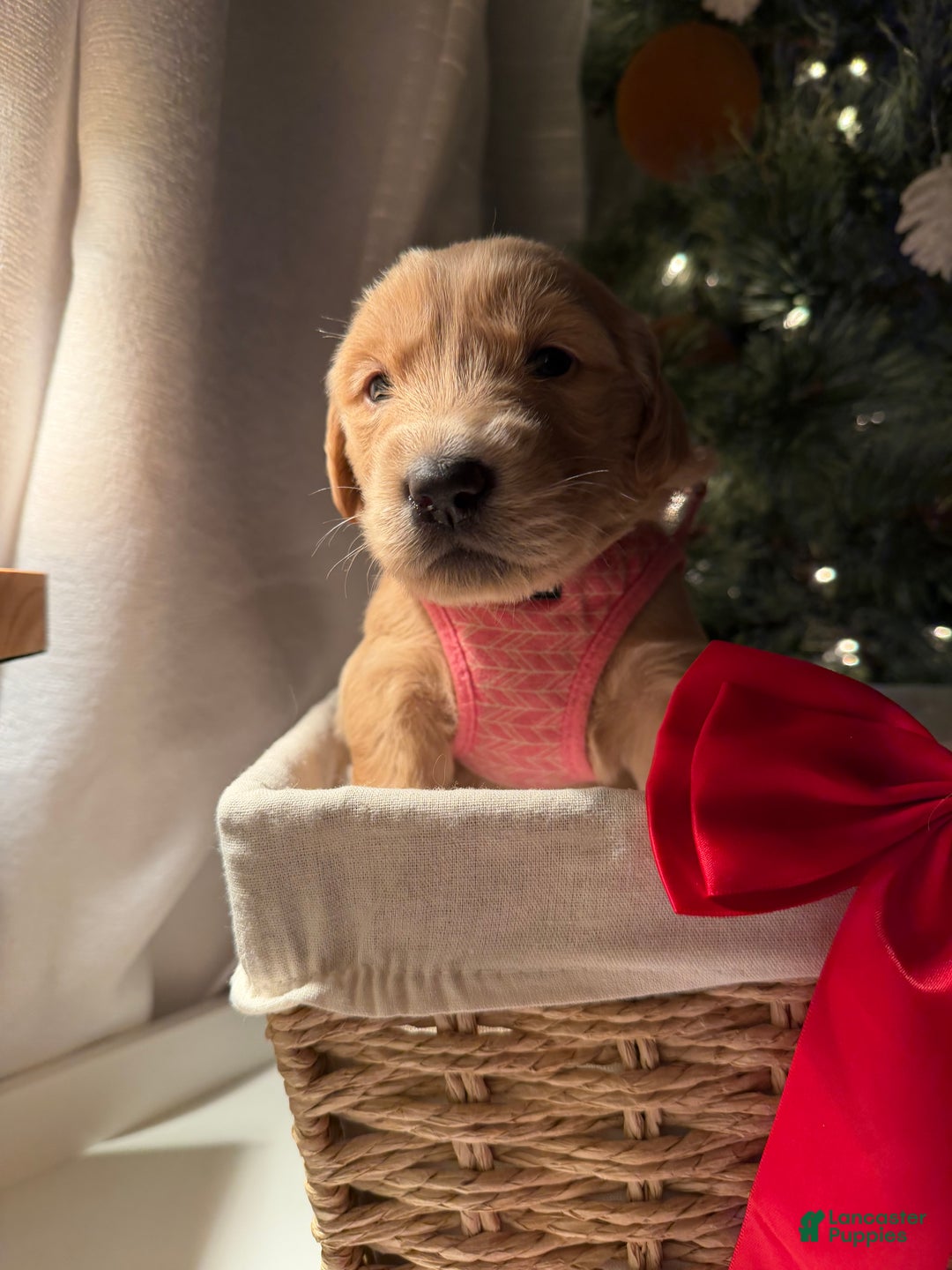 Golden Retriever dogs for sale: Ruby - Ad 2