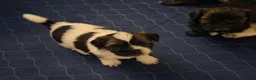 Shih Tzu dogs for sale: Shih Tzu 3 - Ad 9