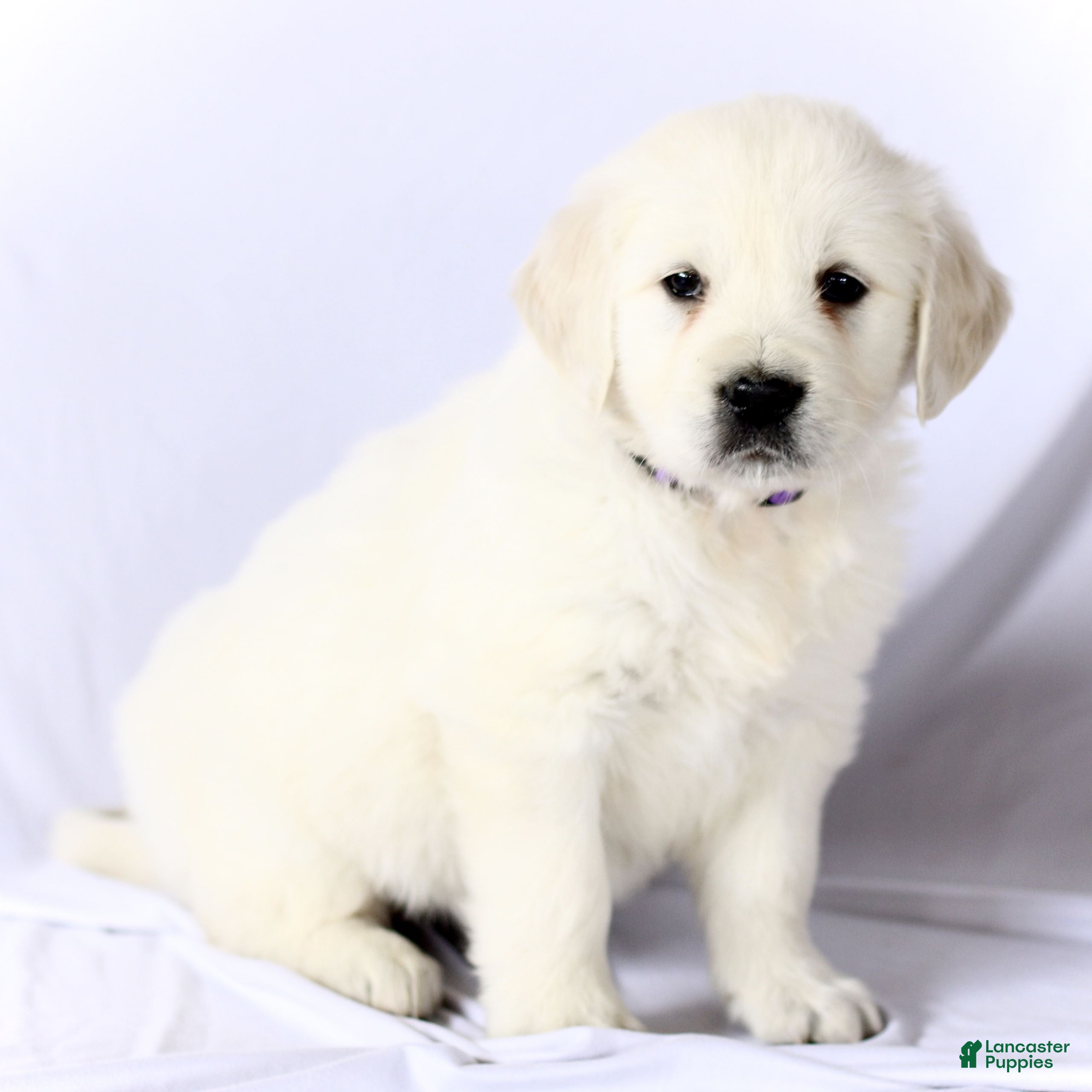 Golden Retriever dogs Sasha  - Ad 2