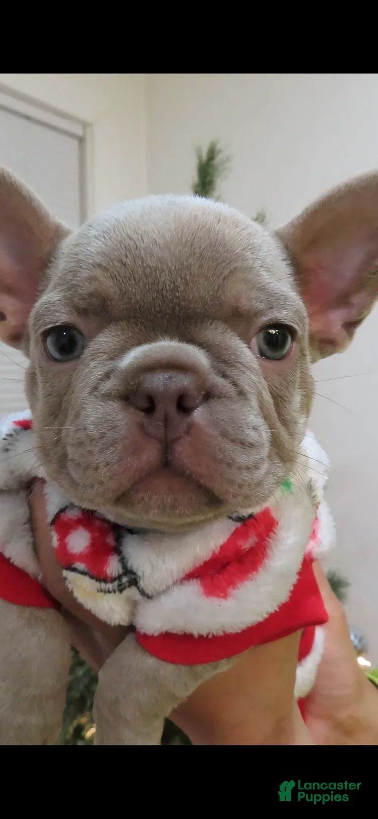 French Bulldog dogs French Bulldog Puppy 1 - Ad 2