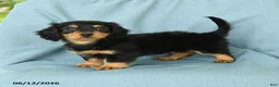 Miniature Dachshund dogs for sale: Oscar - Ad 1