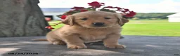 Golden Retriever dogs for sale: Tootsie - Ad 4