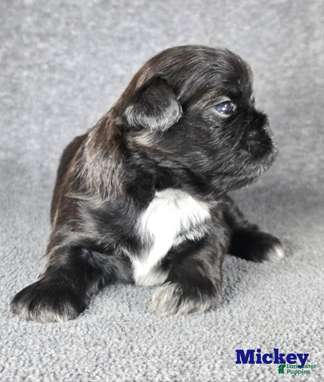Shih Tzu dogs for sale: Mickey  - Ad 4