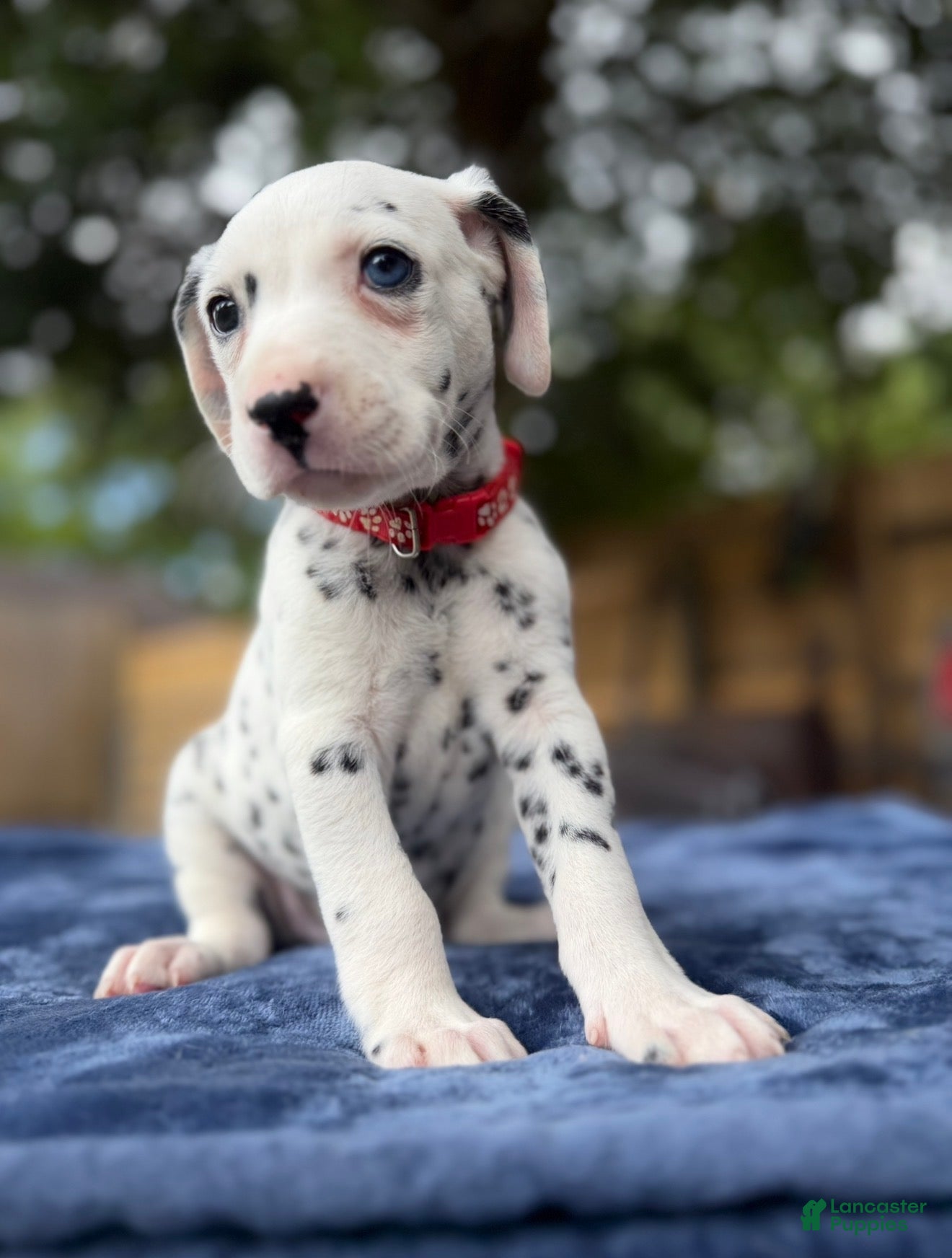 Dalmatian dogs Arlo - Ad 3
