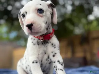 Dalmatian dogs Arlo - Ad 4