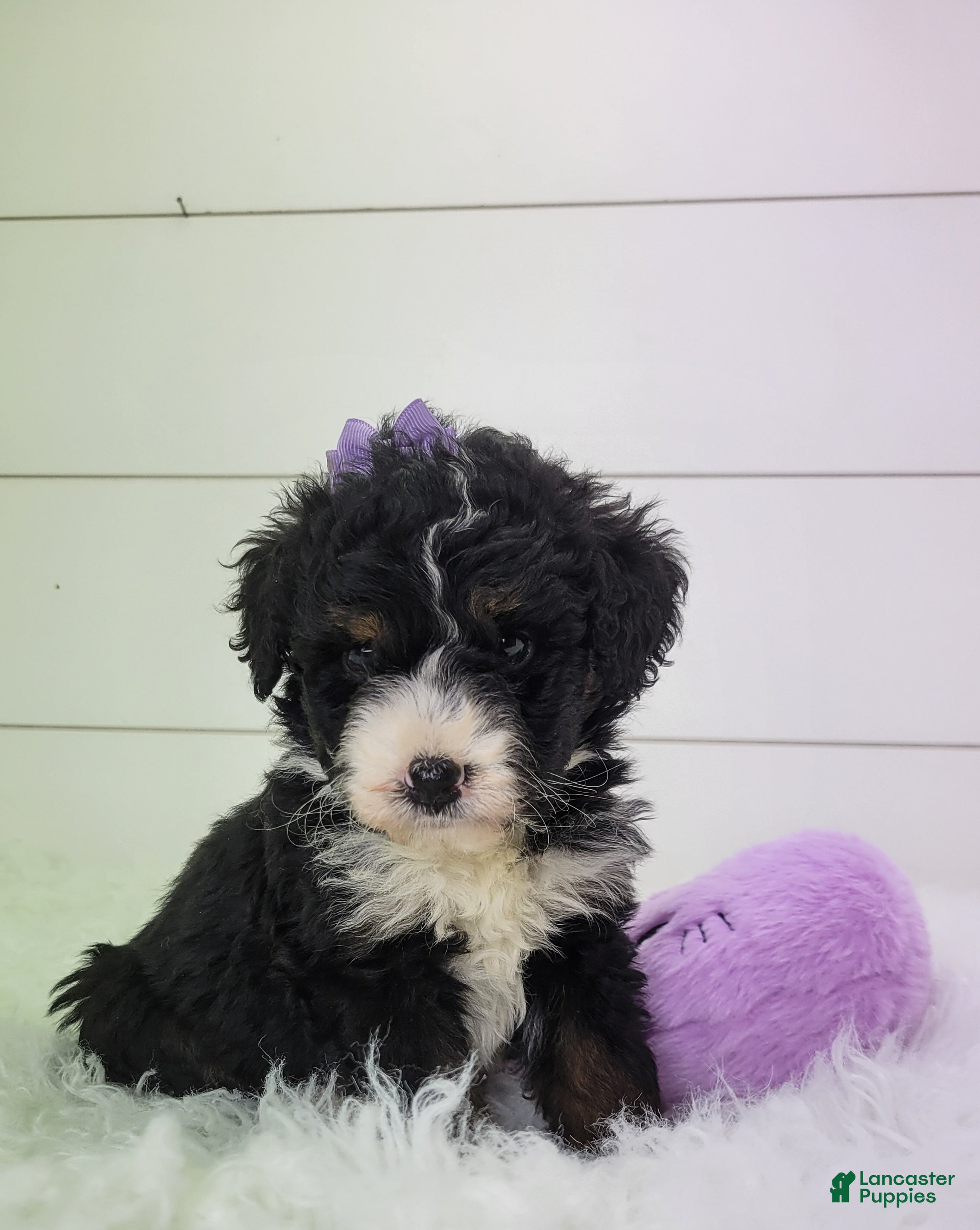 Bernedoodle dogs Becka - Ad 1