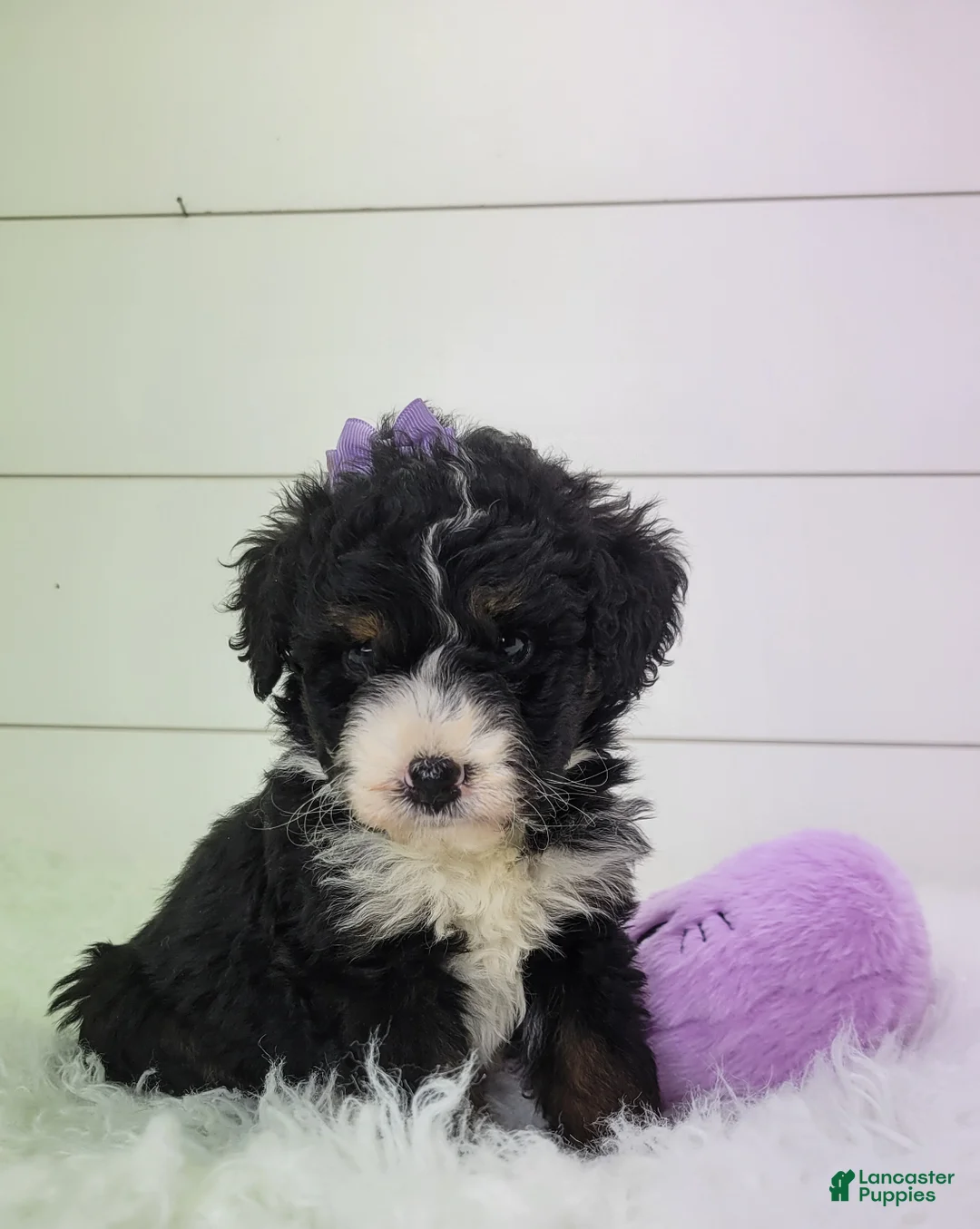 Bernedoodle dogs for sale: Becka - Ad 1