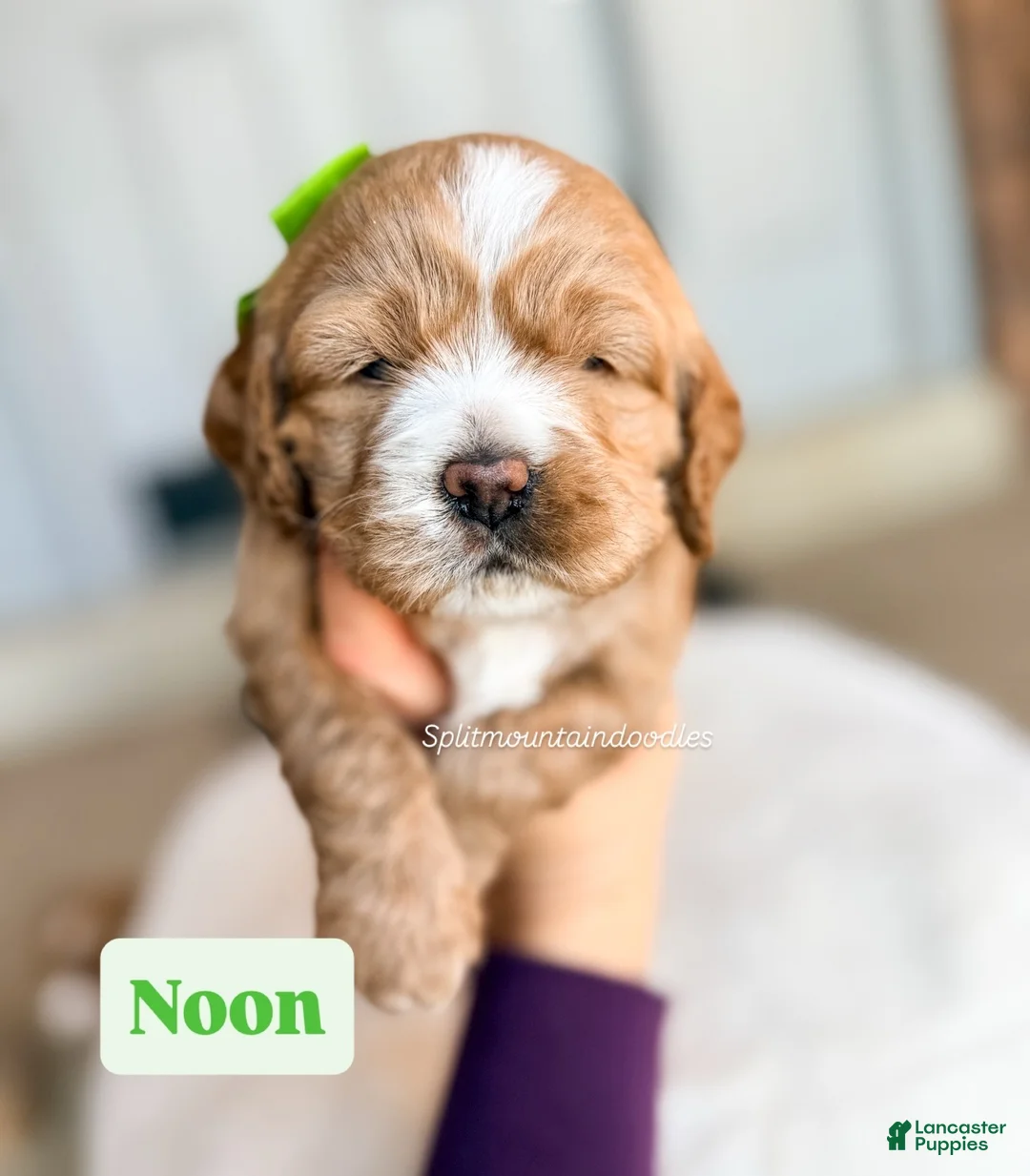 Mixed Breed dogs for sale: Noon - Ad 1