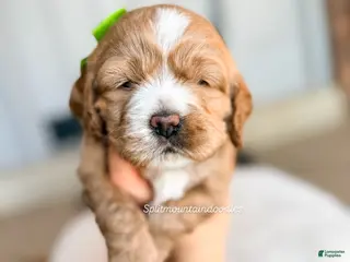 Mixed Breed dogs Noon - Ad 3