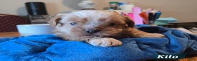 Shih Tzu Puppy 1