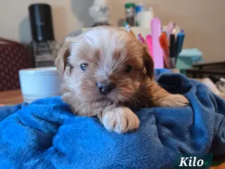 Shih Tzu dogs Shih Tzu Puppy 1 - Ad 3
