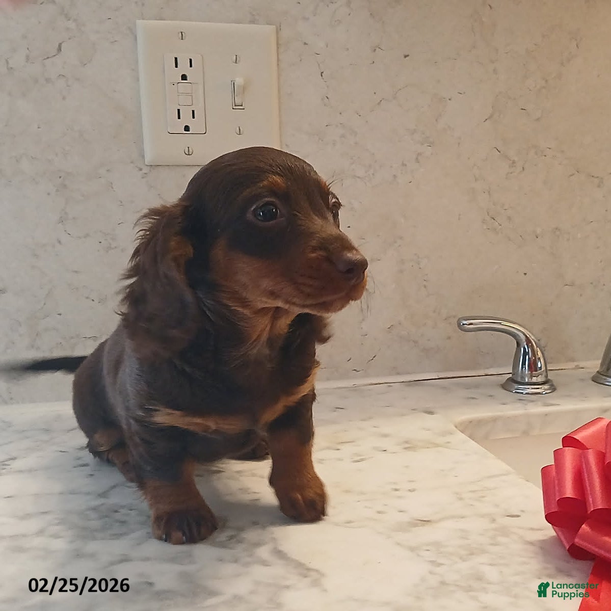 Miniature Dachshund dogs Luvbug - Ad 2