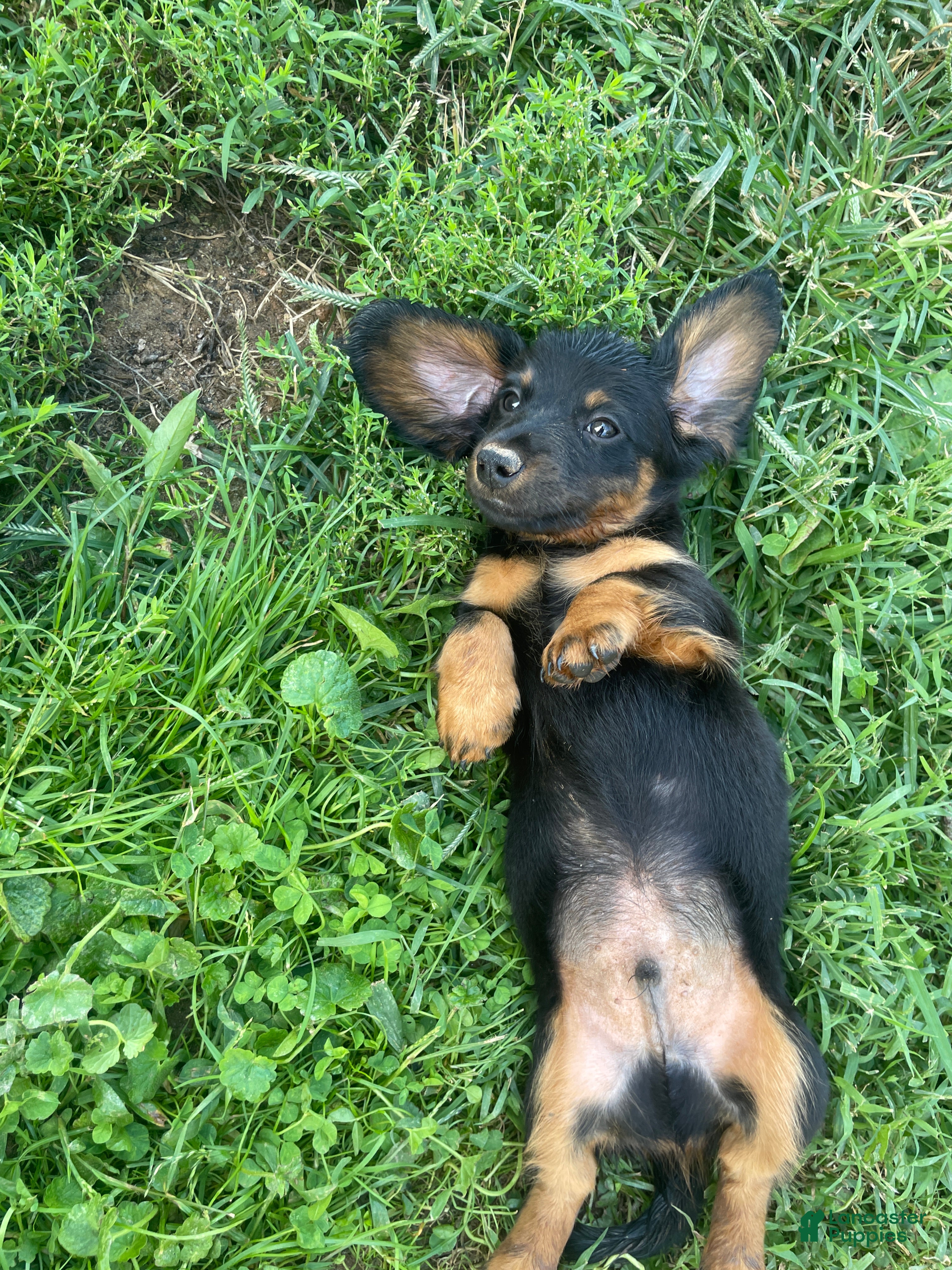 Miniature Dachshund dogs Leo  - Ad 2