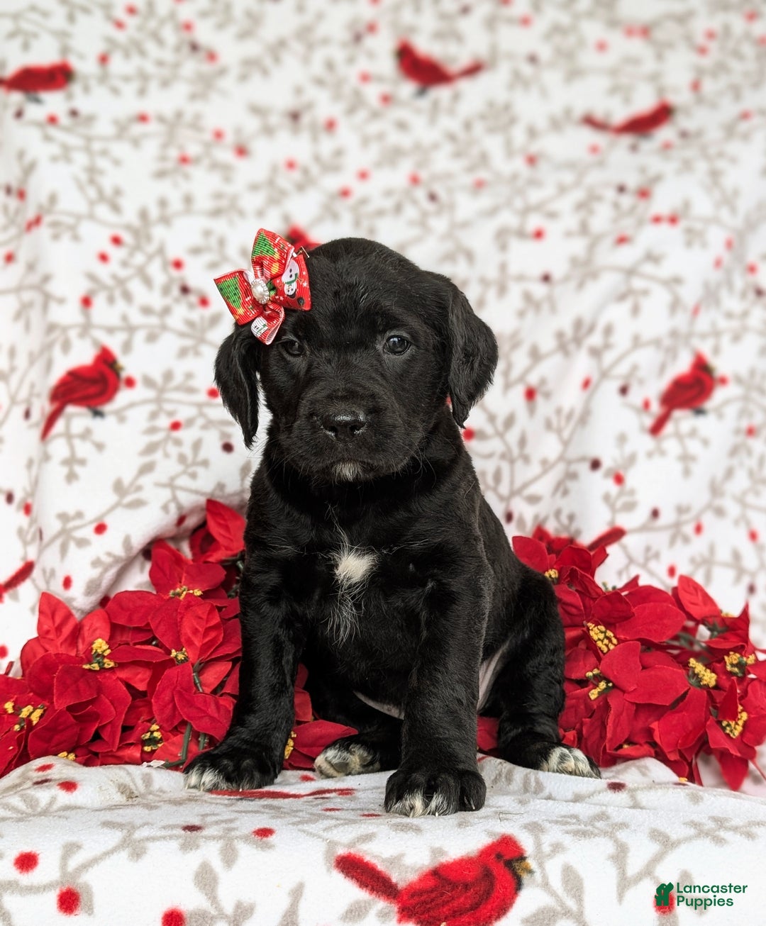 Mixed Breed dogs for sale: Aubrey - Ad 2