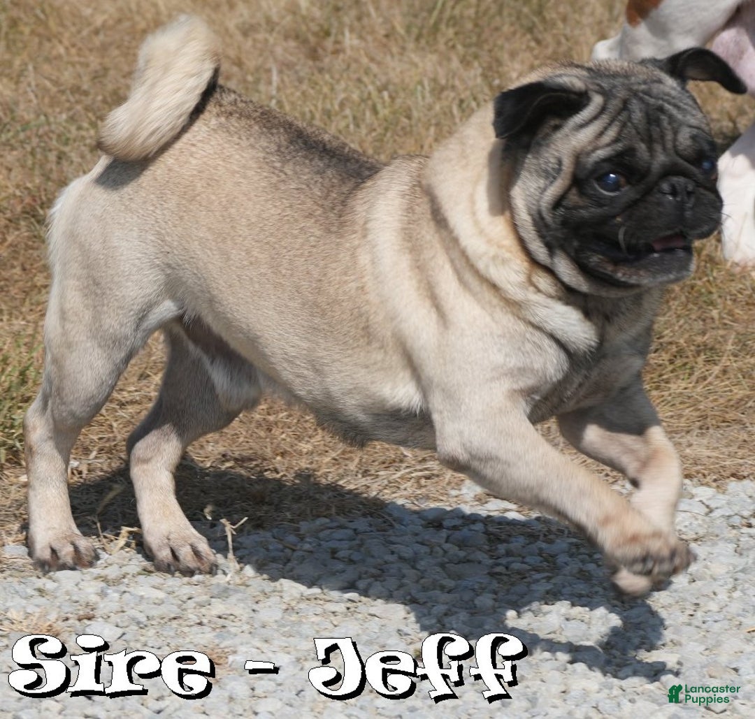 Puggle dogs for sale: Morgan - Ad 11