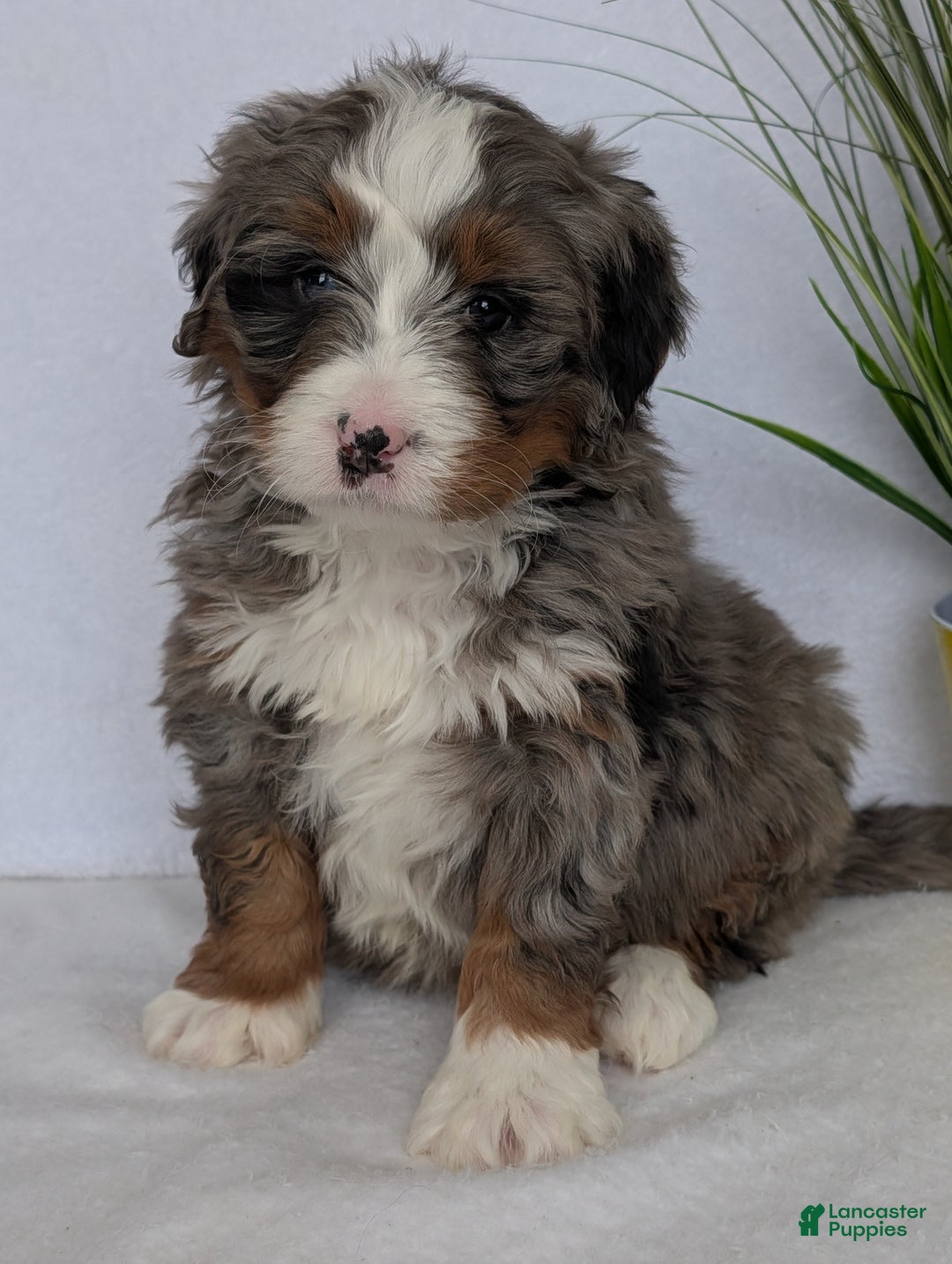 Mini Bernedoodle dogs for sale: Mini Nemo  - Ad 12