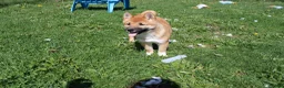 Shiba Inu dogs for sale: Fox - Ad 3
