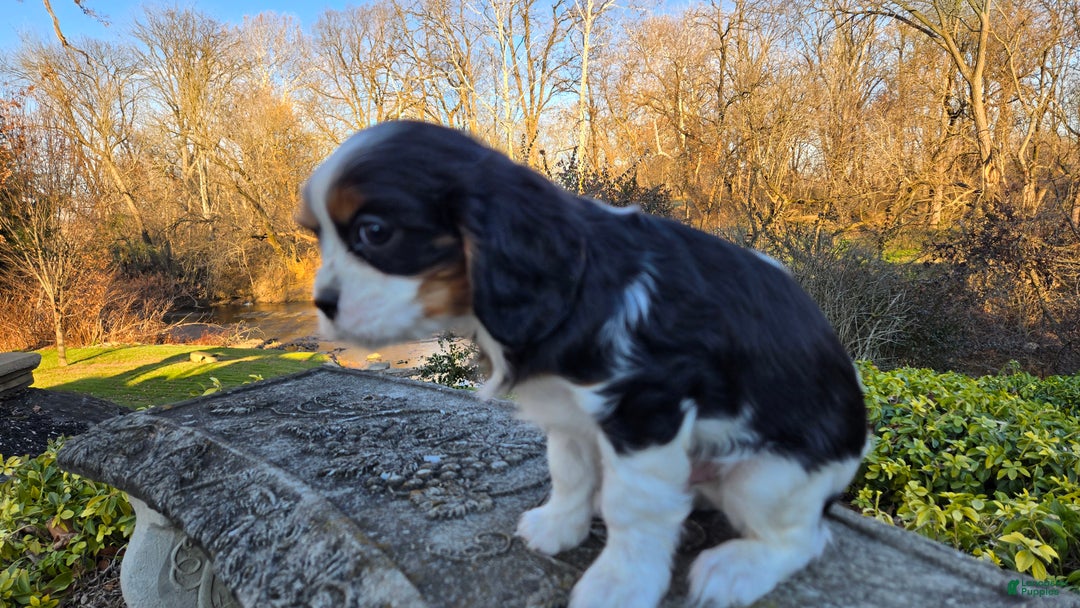 Cavalier King Charles Spaniel dogs for sale: Vance - Ad 7