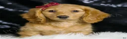 Miniature Dachshund dogs for sale: Izzy AKC  - Ad 1
