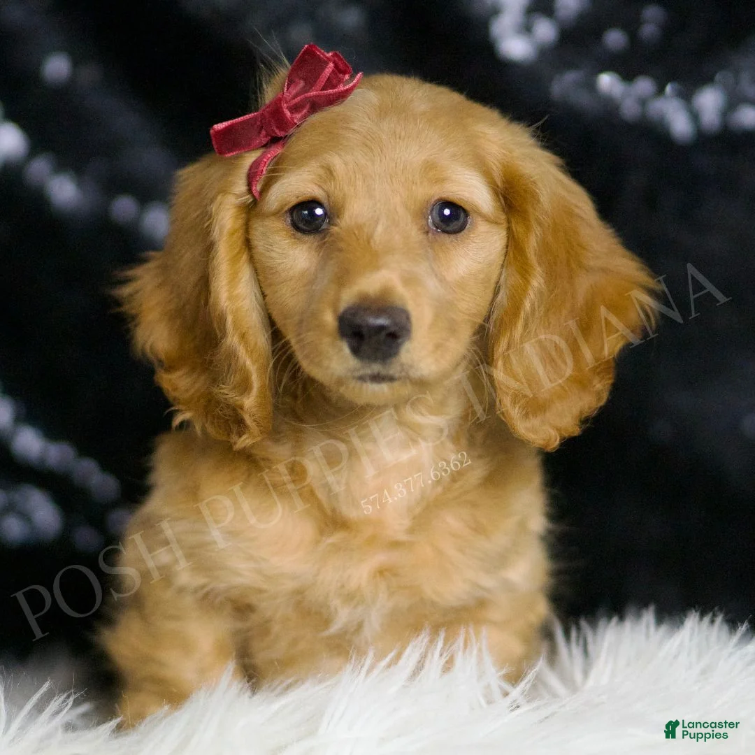 Miniature Dachshund dogs for sale: Izzy AKC  - Ad 1