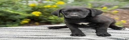 Mixed Breed dogs for sale: Gabby - Ad 4