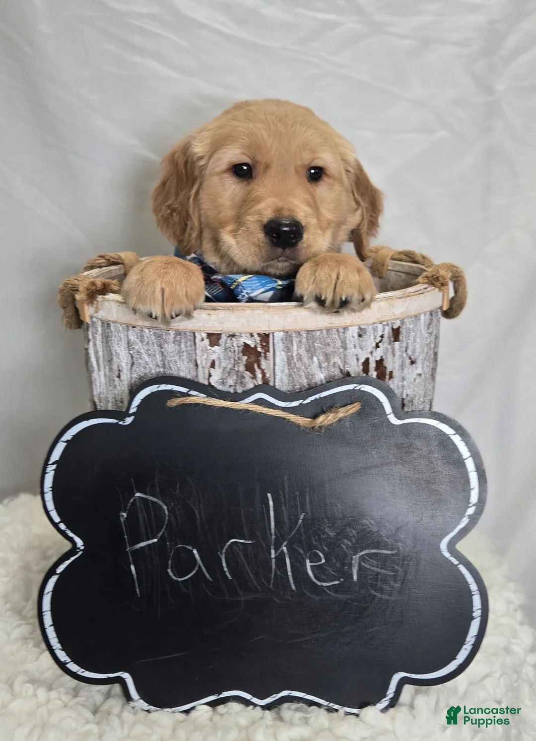 Golden Retriever dogs for sale: Parker - Ad 3