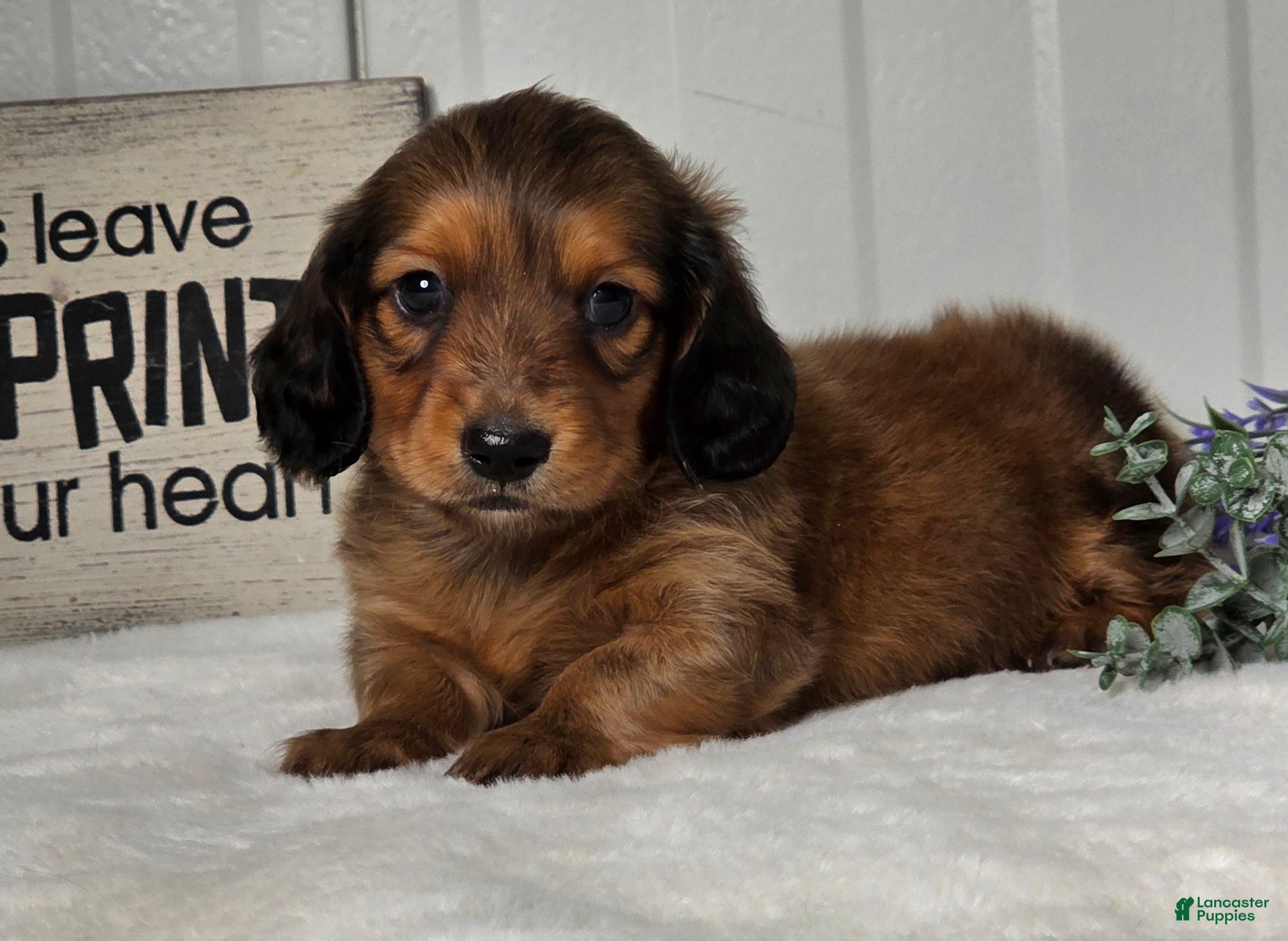 Miniature Dachshund dogs Asher - Ad 1