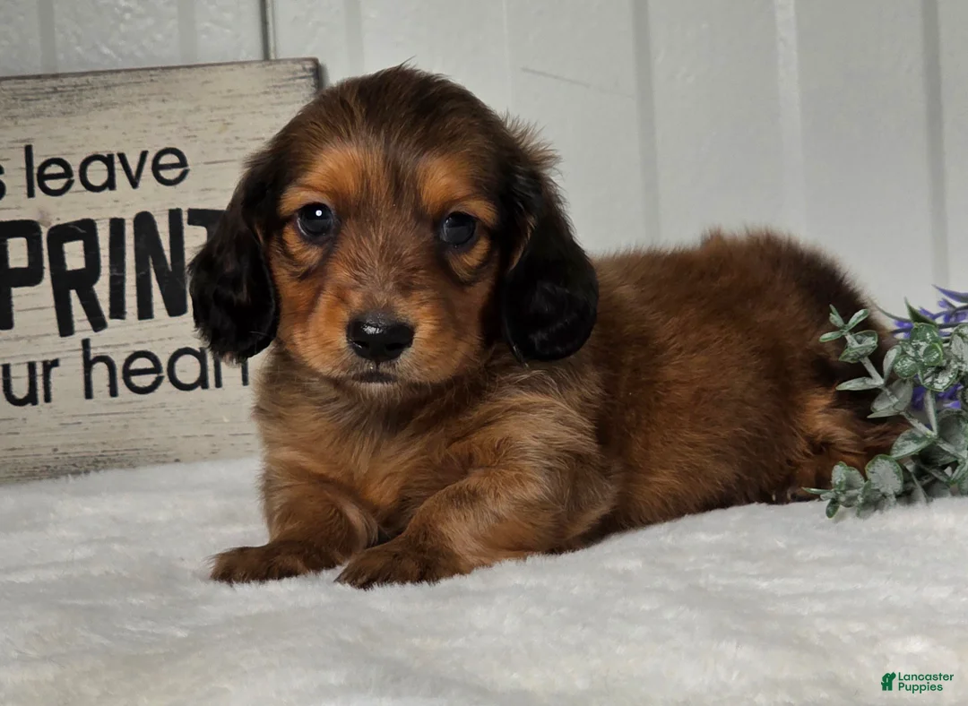 Miniature Dachshund dogs for sale: Asher - Ad 1