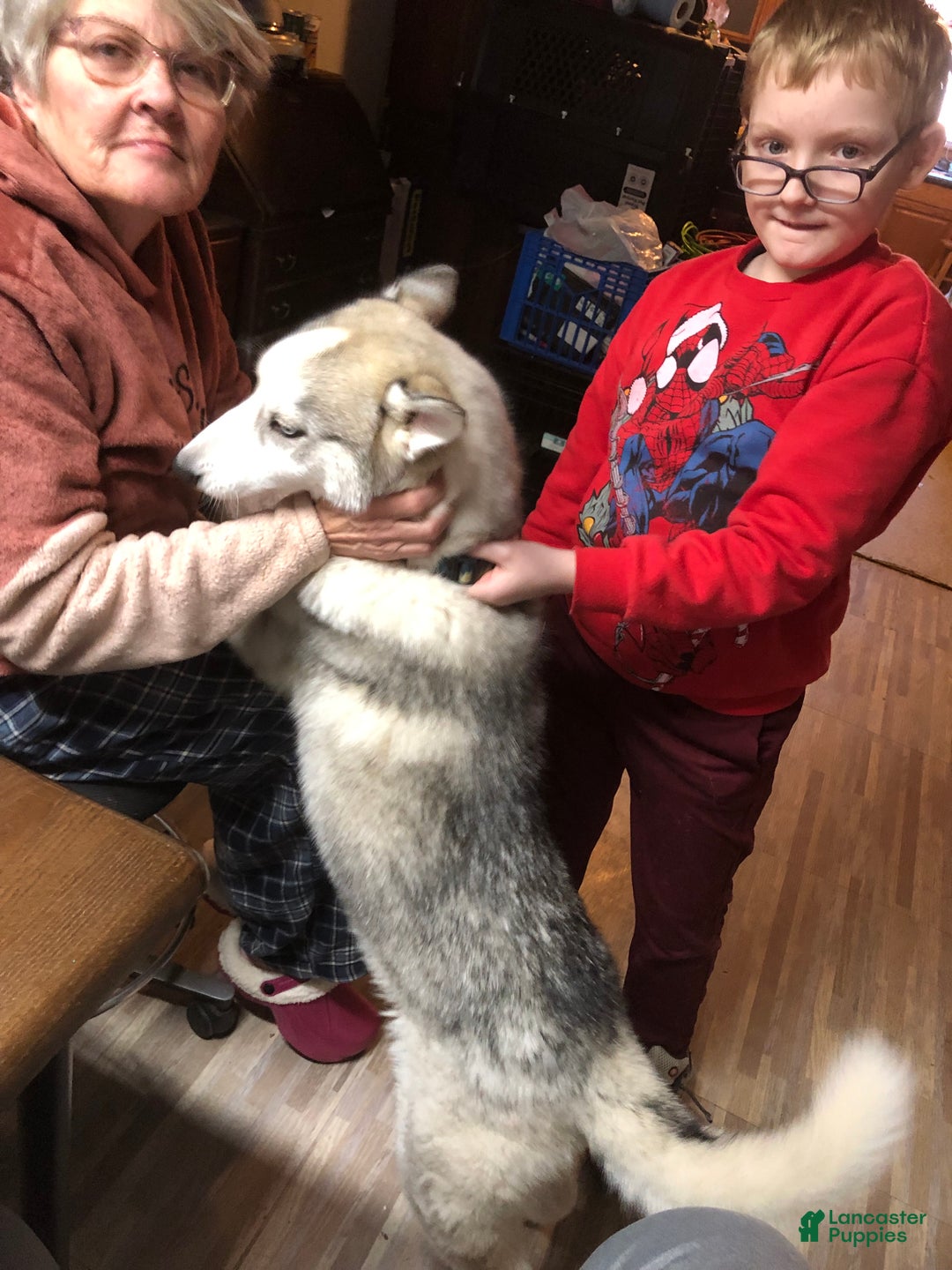 Siberian Husky dogs for sale: Siberian Husky  - Ad 2