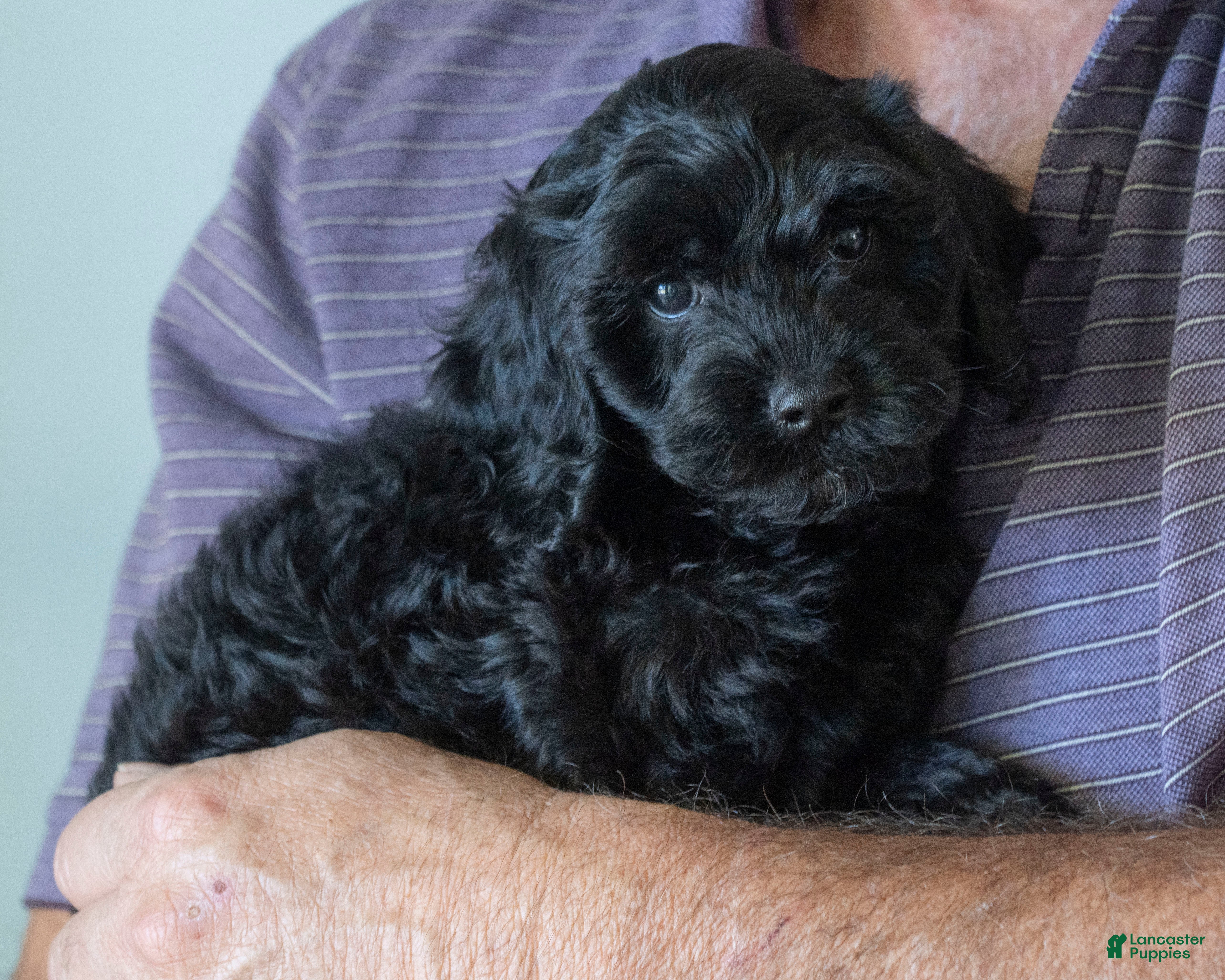 Goldendoodle dogs Daisy - Ad 2