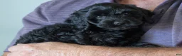 Goldendoodle dogs for sale: Daisy - Ad 2