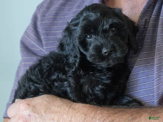 Goldendoodle dogs for sale: Daisy - Ad 2