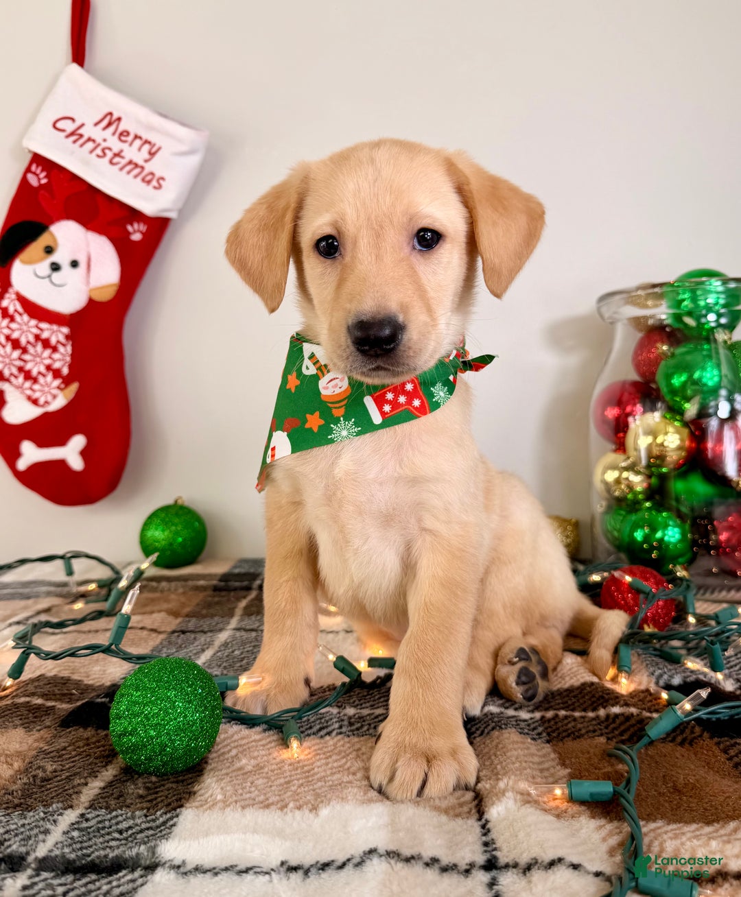 Labrador Retriever dogs for sale: Lenny - Ad 6