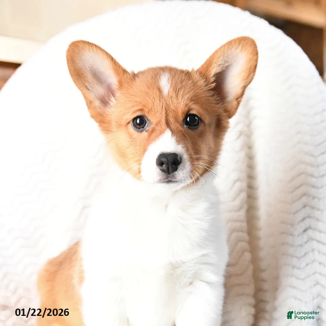Welsh Corgi Pembroke dogs for sale: Eclipse - Ad 10