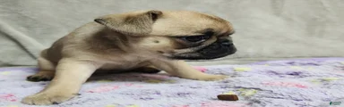 Brussels Griffon 3
