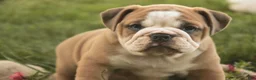 Mixed Breed dogs for sale: Dream Victorian Bulldog - Ad 8