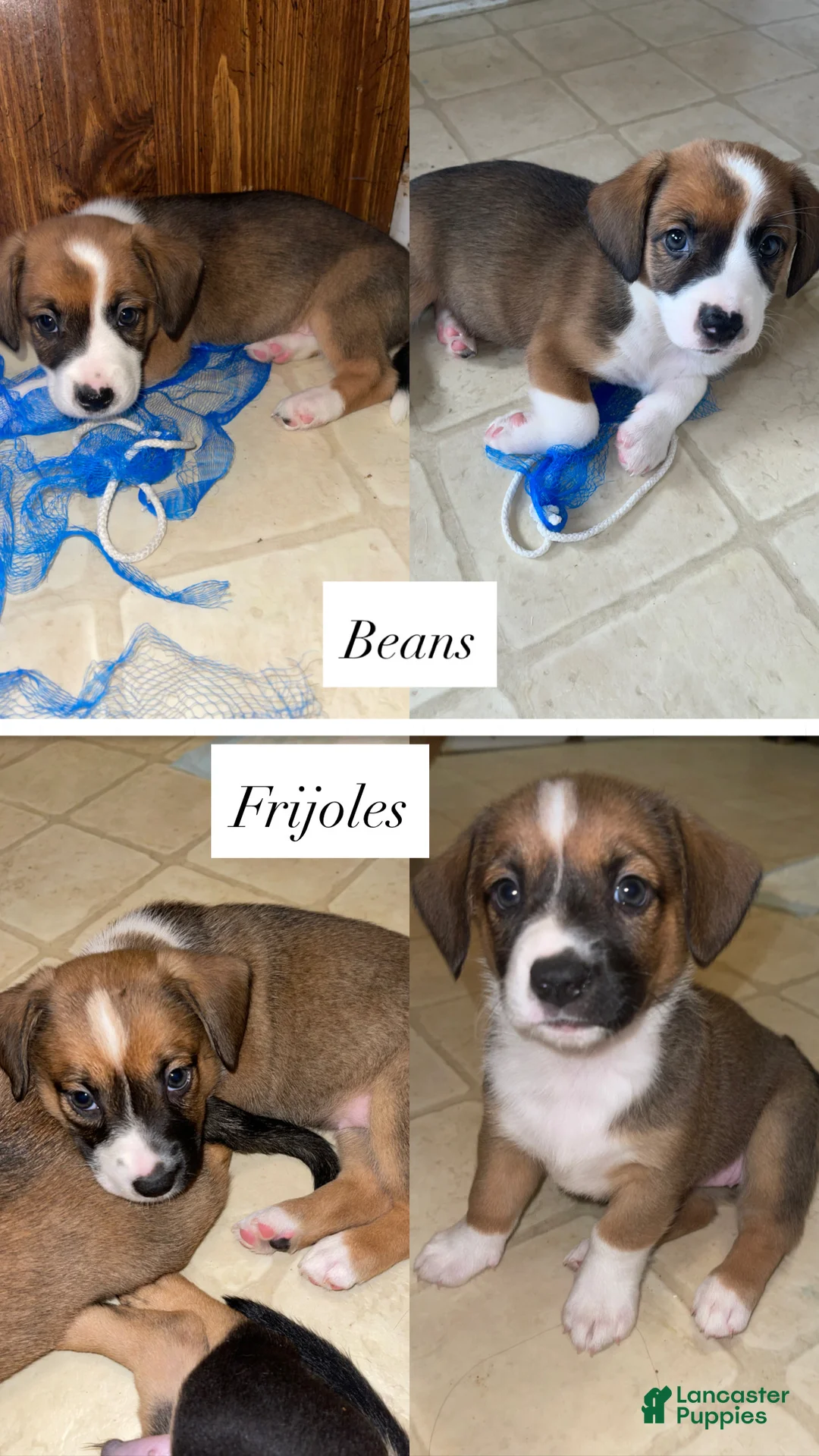 Mixed Breed dogs for sale: Frijoles - Ad 5