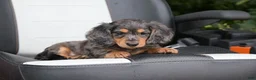 Miniature Dachshund dogs for sale: Buckley - Ad 4