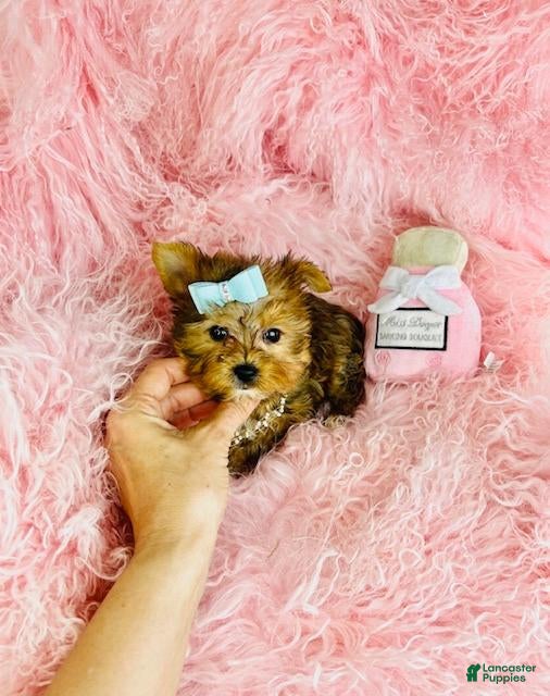 Yorkshire Terrier dogs Yorkshire Terrier Puppy 1 - Ad 29