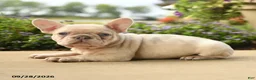 French Bulldog dogs for sale: Lola - Ad 3