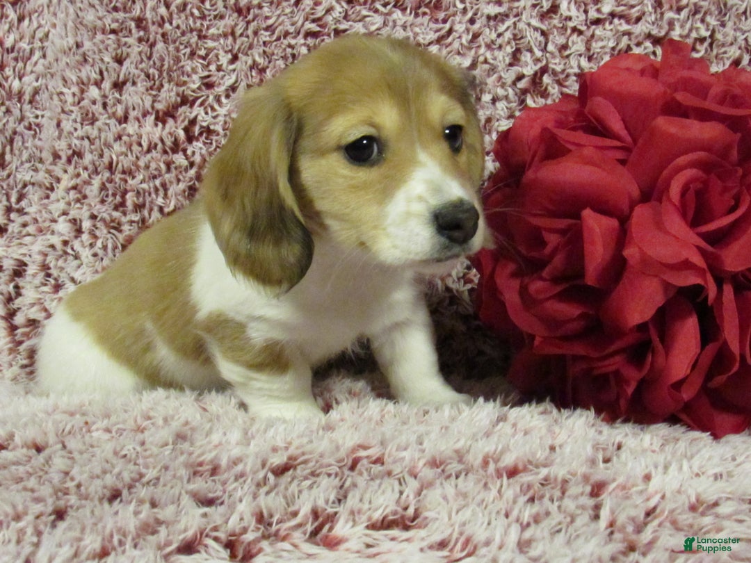 Miniature Dachshund dogs for sale: Sophie - Ad 2