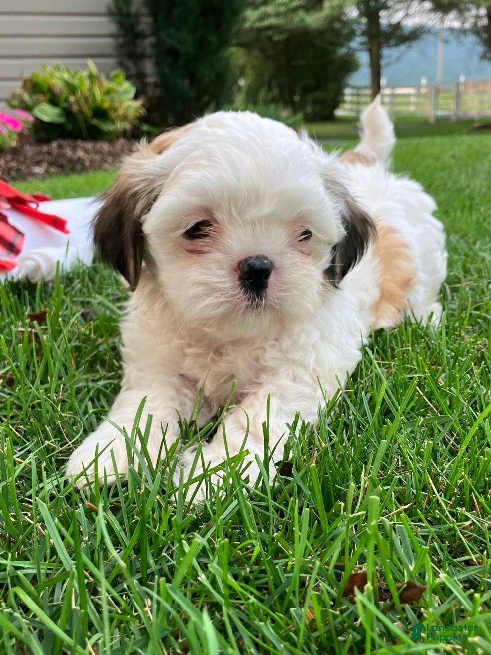 Shih Tzu dogs Scooter - Ad 2