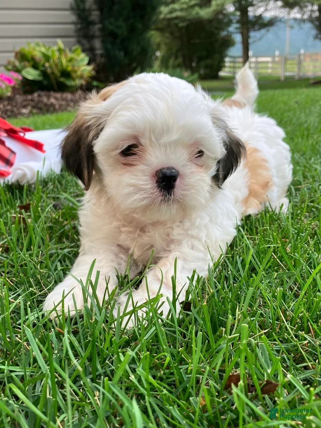 Shih Tzu dogs for sale: Scooter - Ad 2