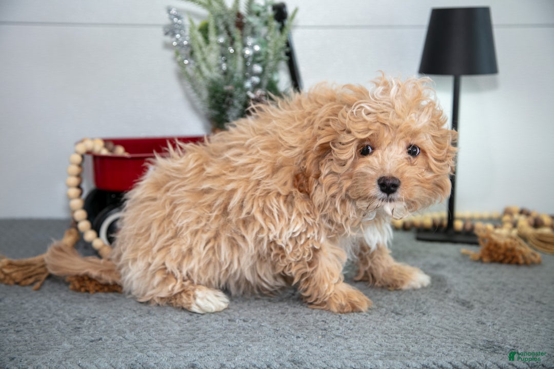 Mini Goldendoodle dogs for sale: Milo - Ad 2