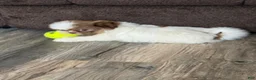 Shih Tzu dogs for sale: Shih Tzu 1 - Ad 3