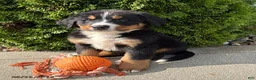 Bernese Mountain Dog dogs for sale: Briggs - Ad 1