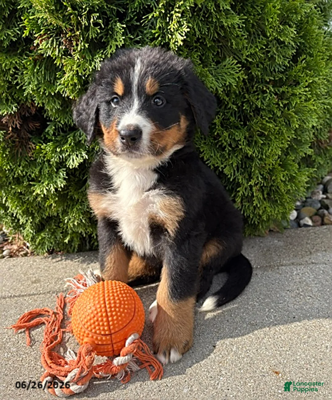 Bernese Mountain Dog dogs for sale: Briggs - Ad 1