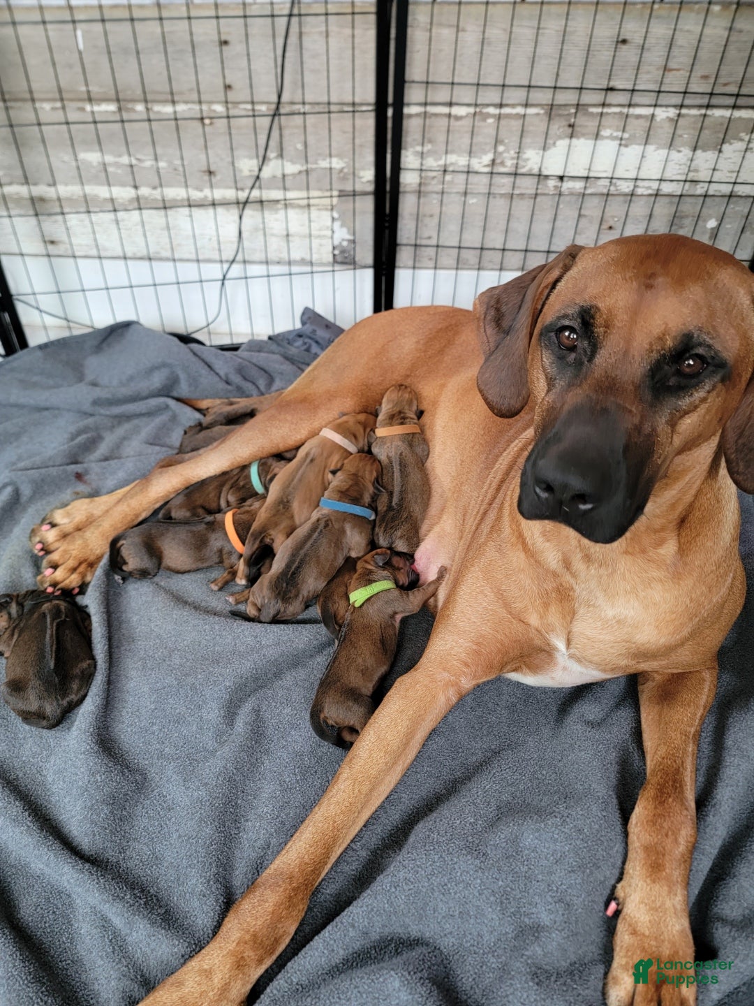 Rhodesian Ridgeback dogs Rhodesian Ridgeback Puppys - Ad 1